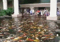 这里面鱼是多久没喂过了？动物gif搞笑图片