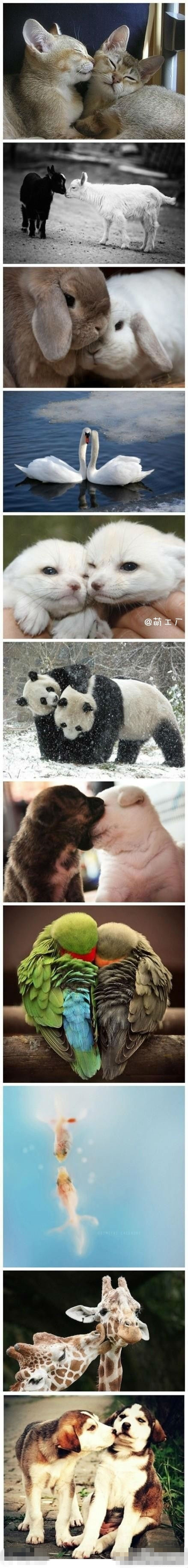 总有那么一刻，我们希望是永远动物gif搞笑图片