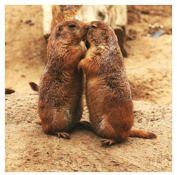 酷爱当众kiss的土拨鼠动物gif搞笑图片