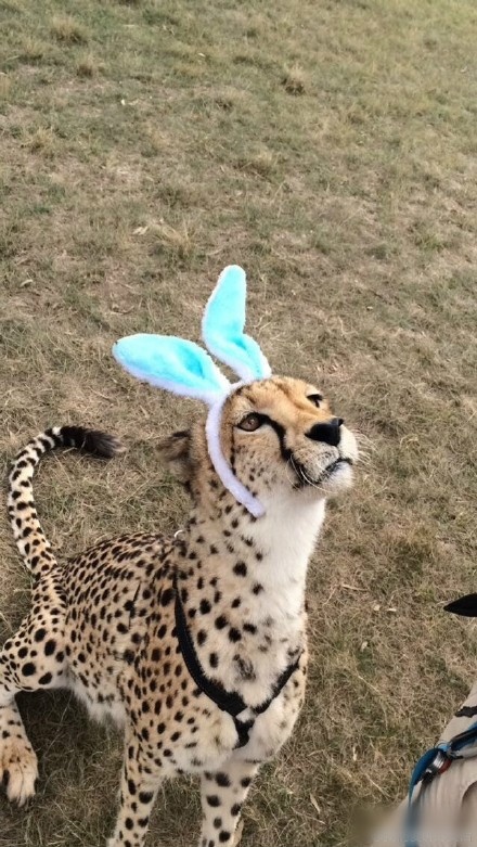 身为猛兽，这样卖萌是不是过分了一点？动物gif搞笑图片