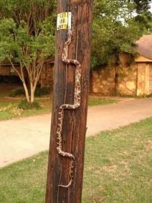 一条有强迫症的蛇动物gif搞笑图片