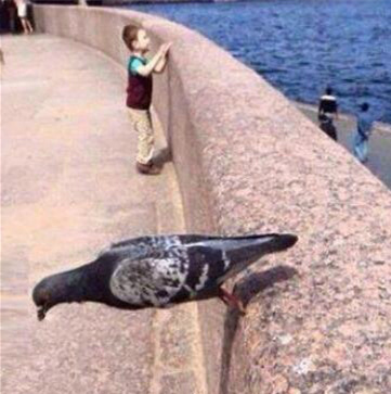 忍者鸽动物gif搞笑图片