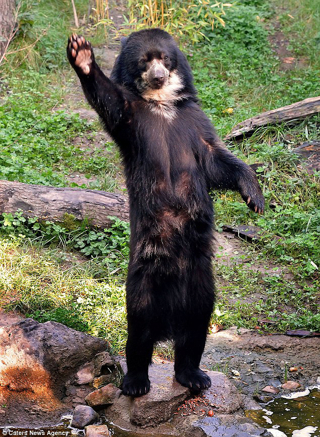 德动物园黑熊招手要食萌态十足动物gif搞笑图片