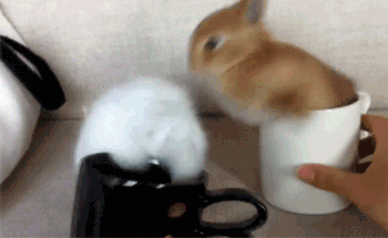 小短腿的悲哀动物gif搞笑图片