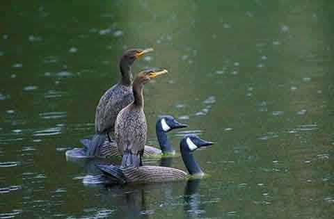 看看人家老公情人节怎么讨老婆欢心的动物gif搞笑图片