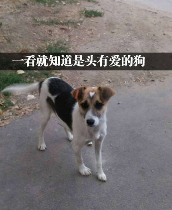 好感度能直接用肉眼看出来动物gif搞笑图片