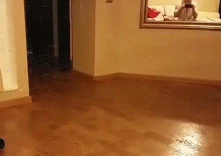 弹射式自动避让系统动物gif搞笑图片