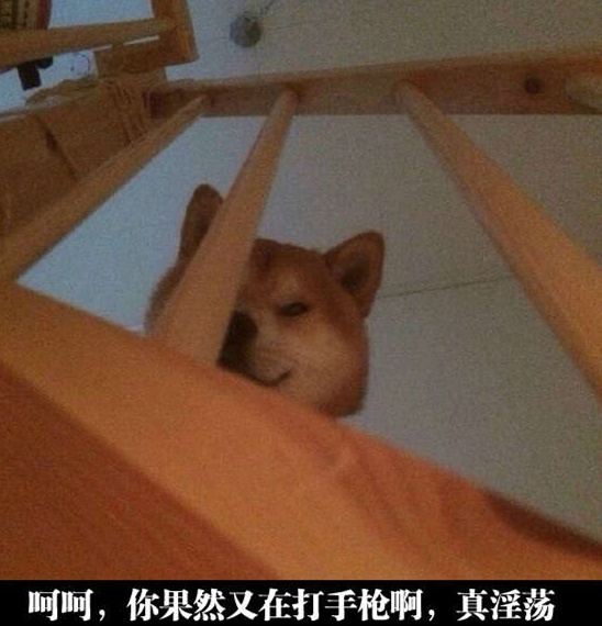 爱的凝视~动物gif搞笑图片