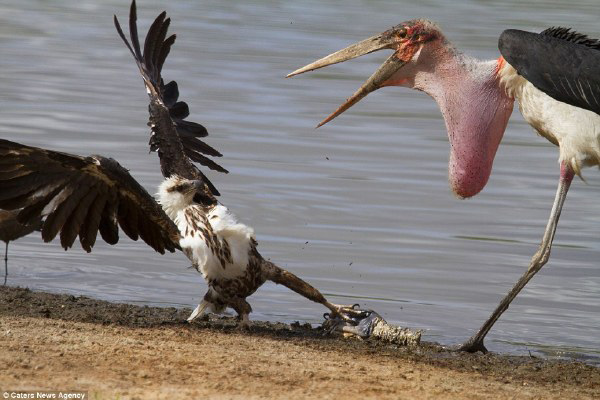这一招雄鹰展翅就问你怕不怕动物gif搞笑图片