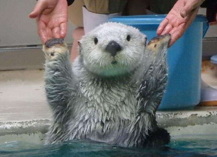 竟然如此的萌动物gif搞笑图片