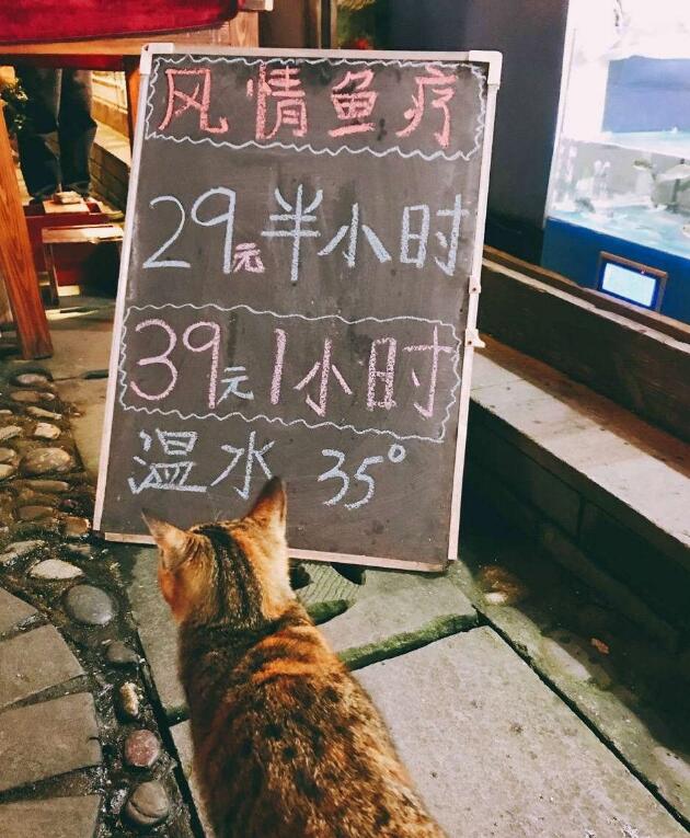 这个服务看起来不错阿动物gif搞笑图片