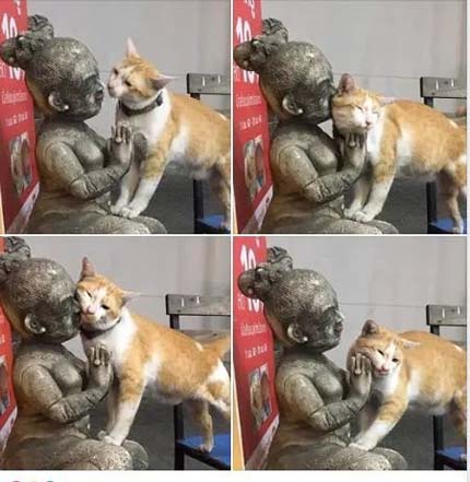 猫咪真调皮动物gif搞笑图片