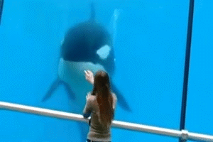 好软萌好可爱动物gif搞笑图片