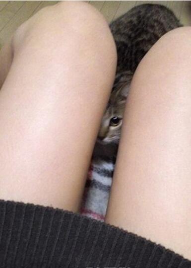 你在那里看到了什么？动物gif搞笑图片