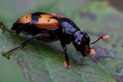 葬甲昆虫动物gif搞笑图片