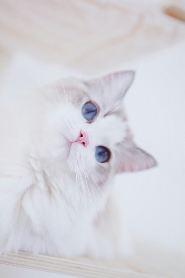 来，锻炼下颈椎动物gif搞笑图片