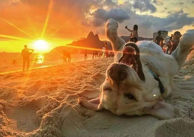 度假动物gif搞笑图片