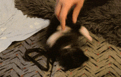 看我无敌旋风腿动物gif搞笑图片