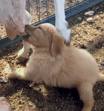 有奶便是娘啊动物gif搞笑图片