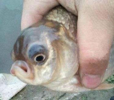 鱼表示不服，有本事放了我再钓一次试试动物gif搞笑图片