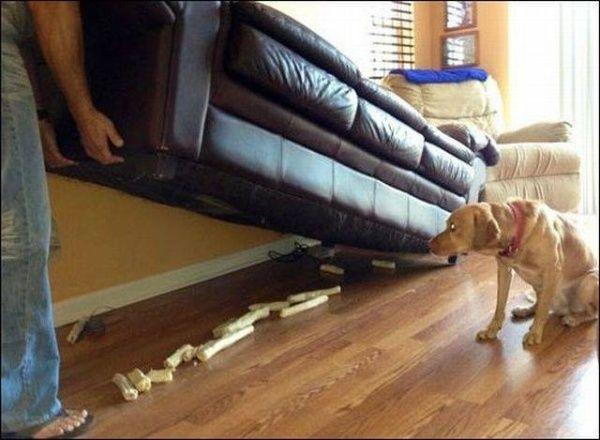 狗子的小金库动物gif搞笑图片