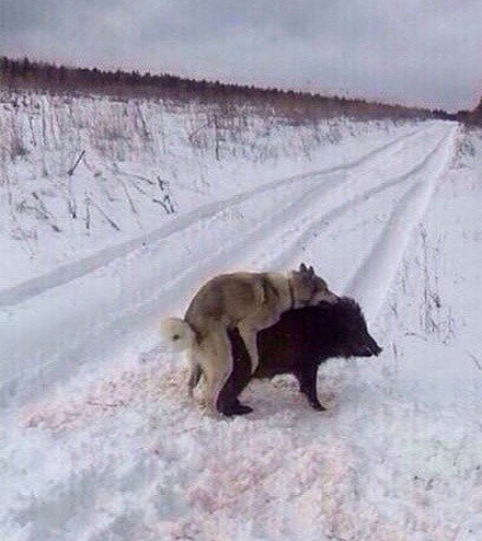 野狗终于追上了野猪，于是它们生了个野种动物gif搞笑图片