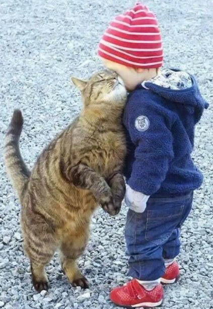 艾玛你这哥俩也太亲热了吧~动物gif搞笑图片