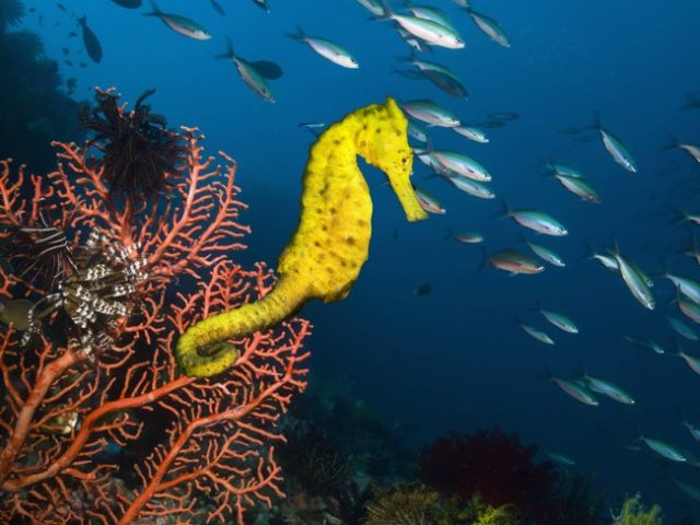 动物王国里那鲜为人知的事实！你绝对想不到！动物gif搞笑图片