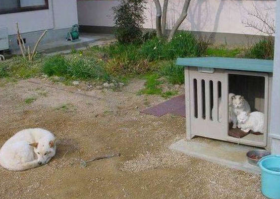 三对一，绝望的我该怎么办？动物gif搞笑图片