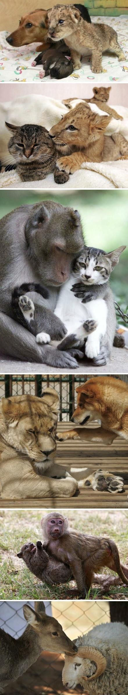 跨越物种的伟大友情动物gif搞笑图片