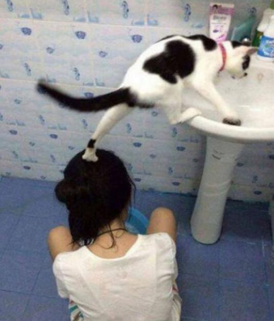 给朕垫一下脚动物gif搞笑图片