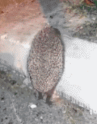 我来帮你推一下动物gif搞笑图片