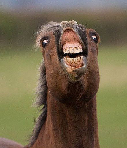 哈哈，笑死我了~动物gif搞笑图片