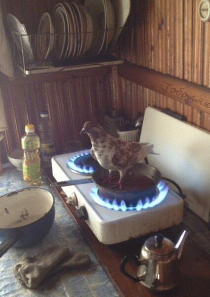 真鸽不怕火炼动物gif搞笑图片