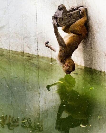 亲，你介是猴子捞月吗？动物gif搞笑图片