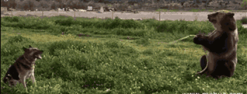 狗熊：狗狗，我来喂你喝水动物gif搞笑图片