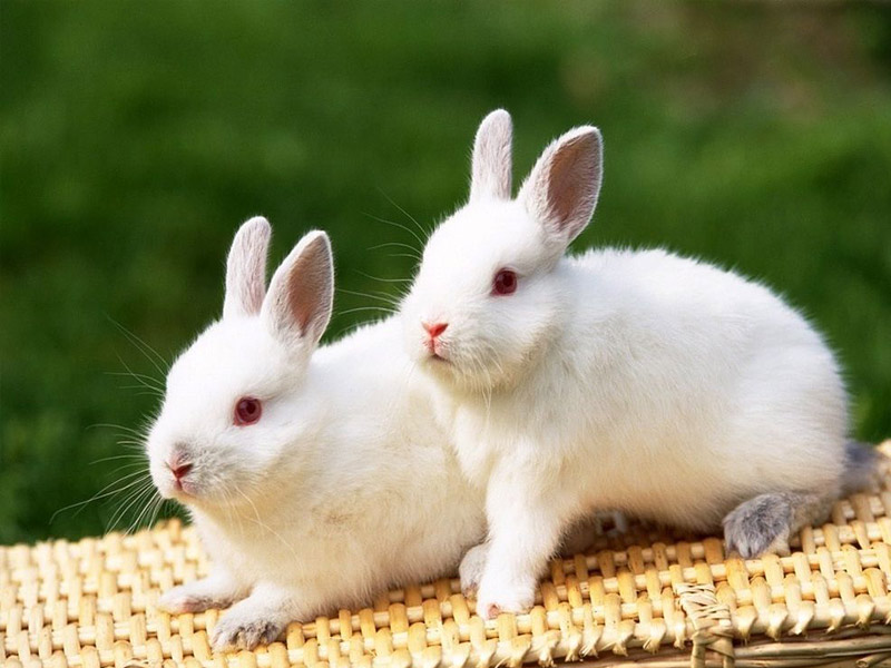 可爱兔子图片动物gif搞笑图片