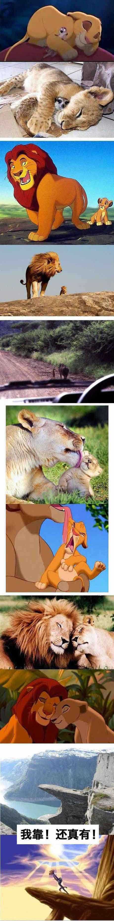 狮子王。。。这不是动画片，这是纪录片动物gif搞笑图片