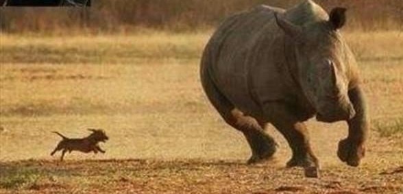 站住，别跑，我看你还能往哪里跑，你这大块头。。。动物gif搞笑图片