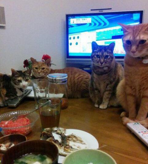 吃个饭压力真大动物gif搞笑图片