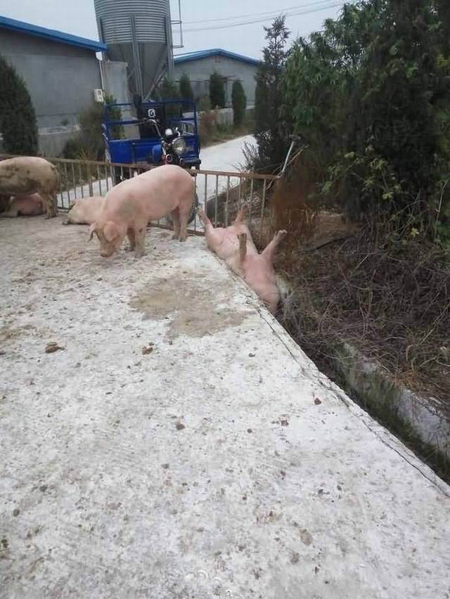 我有一张你刚下凡时的照片动物gif搞笑图片