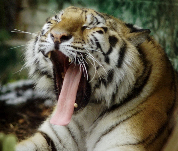 速度围观——动物哈欠组图动物gif搞笑图片