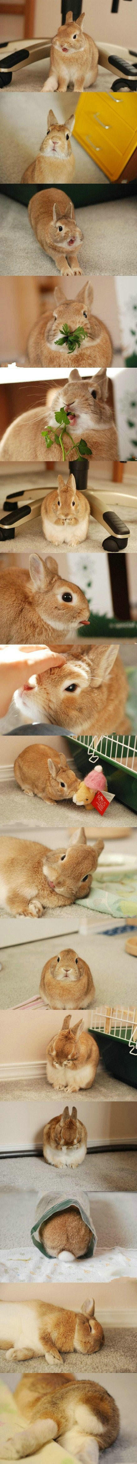 这只兔子太可爱了，最后小PP那张萌爆了动物gif搞笑图片