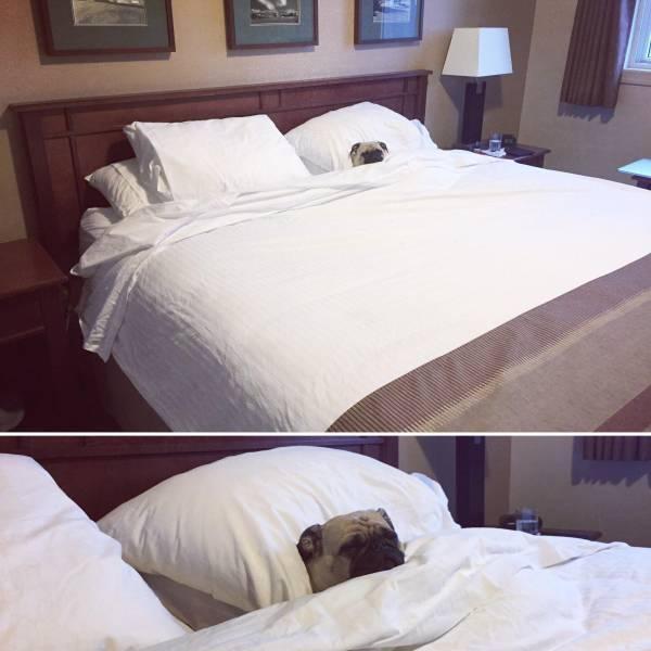 一条狗睡动物gif搞笑图片