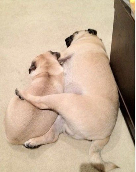 夫妻睡觉，就要保持这样的姿势动物gif搞笑图片