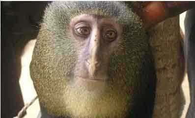 爆笑又可爱的猴子（组图）动物gif搞笑图片