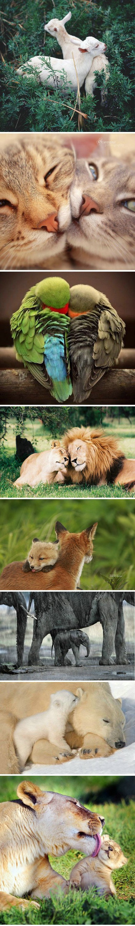 爱护动物动物gif搞笑图片