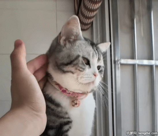 乖巧的小曼切堪猫gif动态图片动物gif搞笑图片