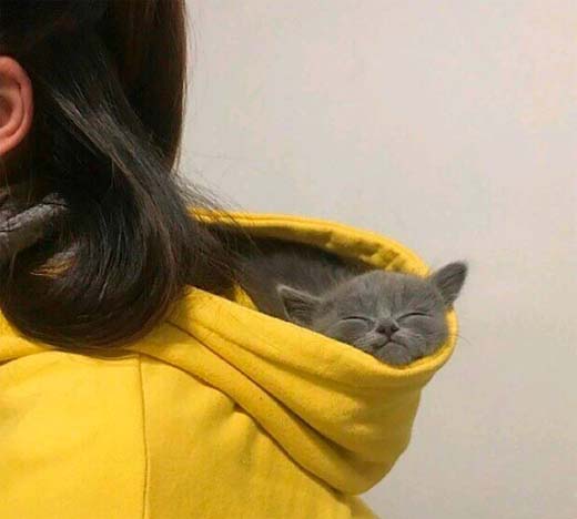 在铲屎官的帽子里睡觉简直不要太舒服动物gif搞笑图片