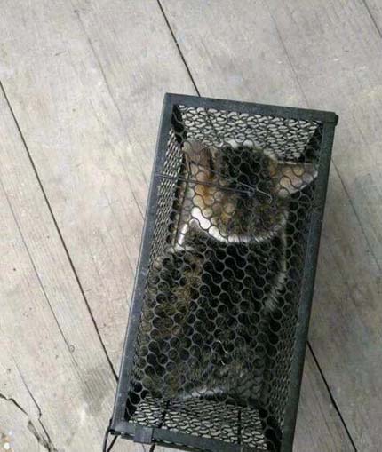 被捕鼠器困住的猫到底有多搞笑动物gif搞笑图片